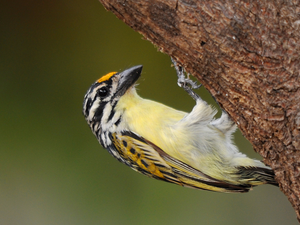 Pretty Yellow-fronted tinkerbird