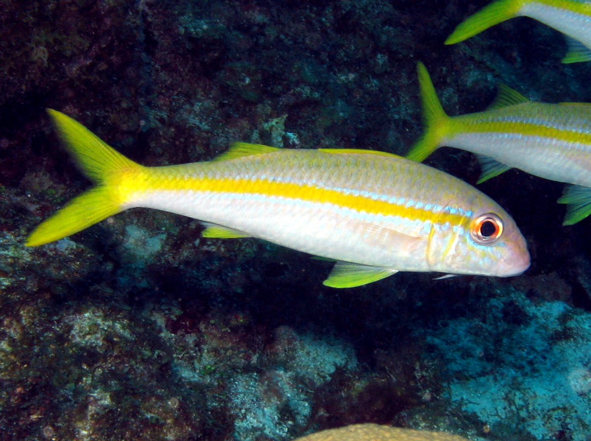 Yellow goatfish
