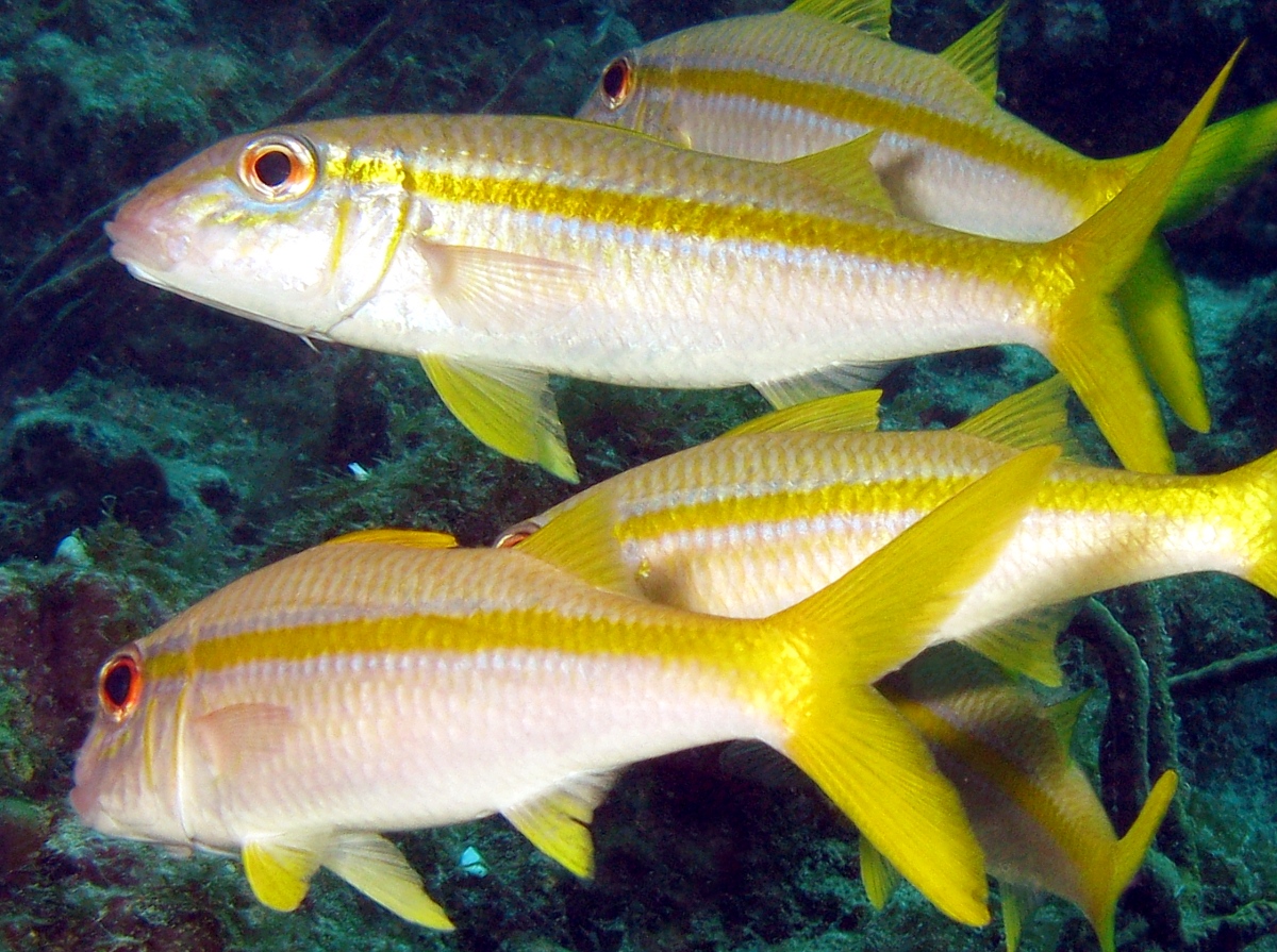 Pretty Yellow goatfish
