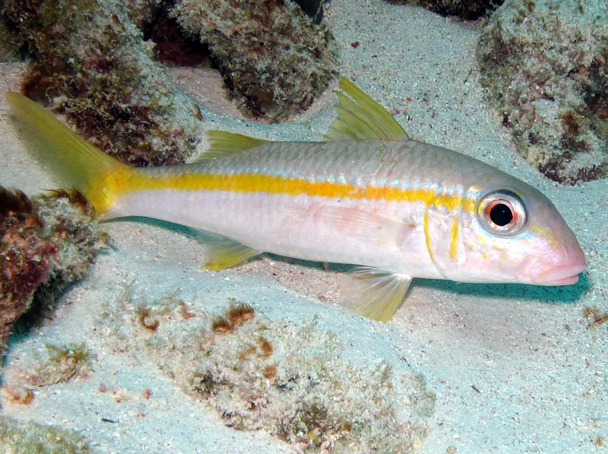Pretty Yellow goatfish