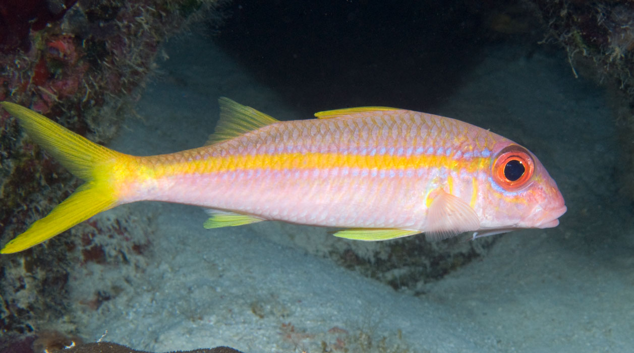 Pretty Yellow goatfish