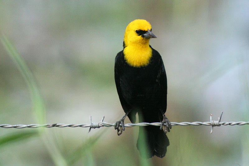 Yellow-hooded blackbird
