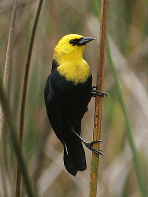 Pretty Yellow-hooded blackbird