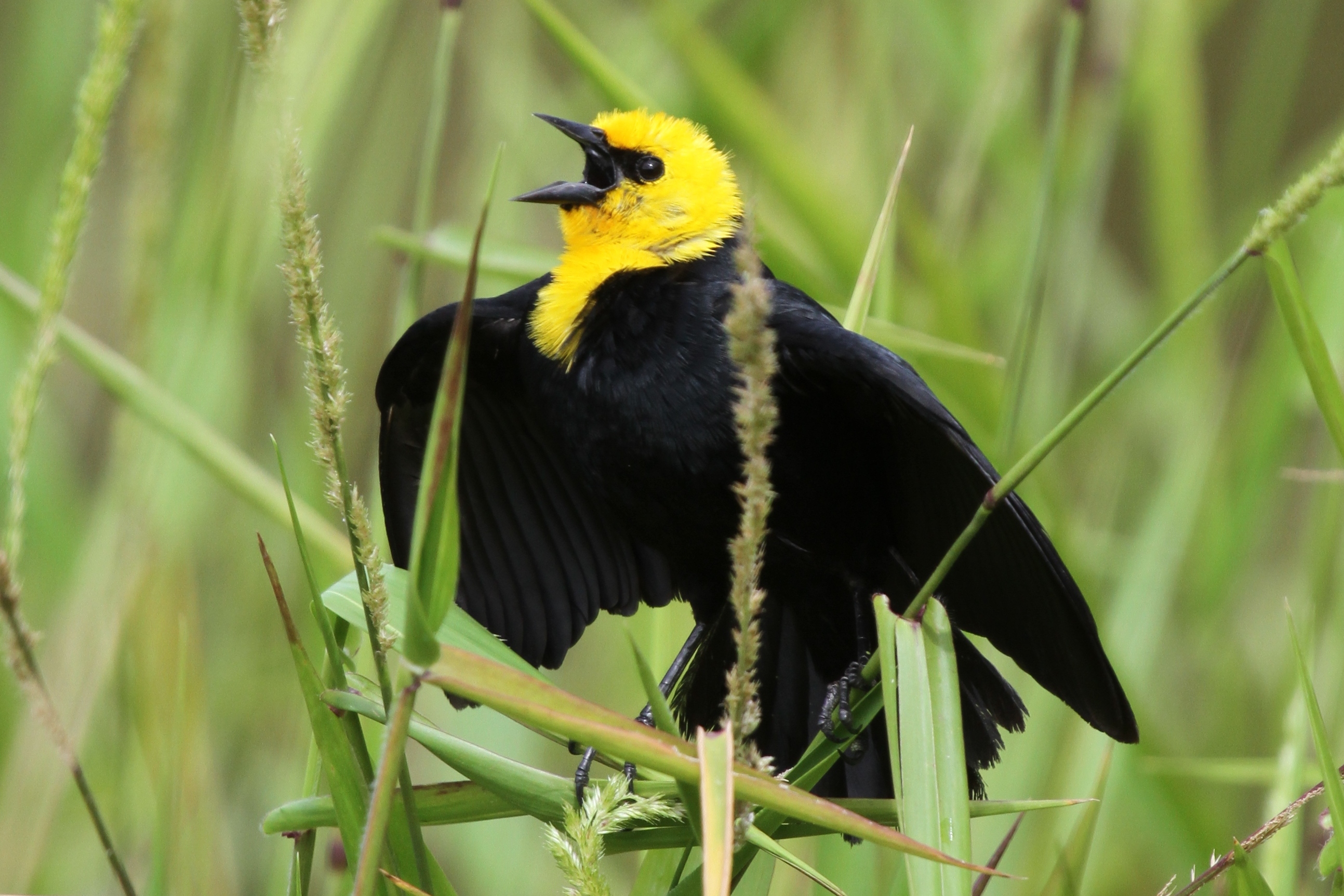 Pretty Yellow-hooded blackbird
