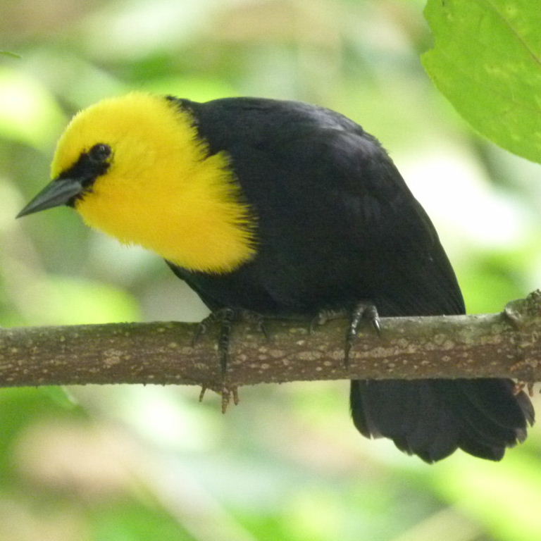 Pretty Yellow-hooded blackbird