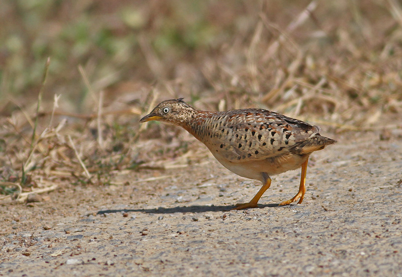 Yellow-legged buttonquail