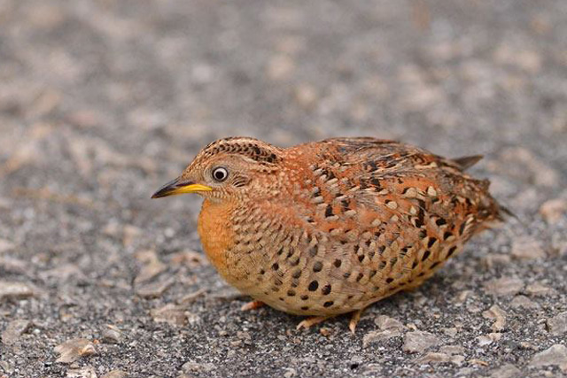 Pretty Yellow-legged buttonquail