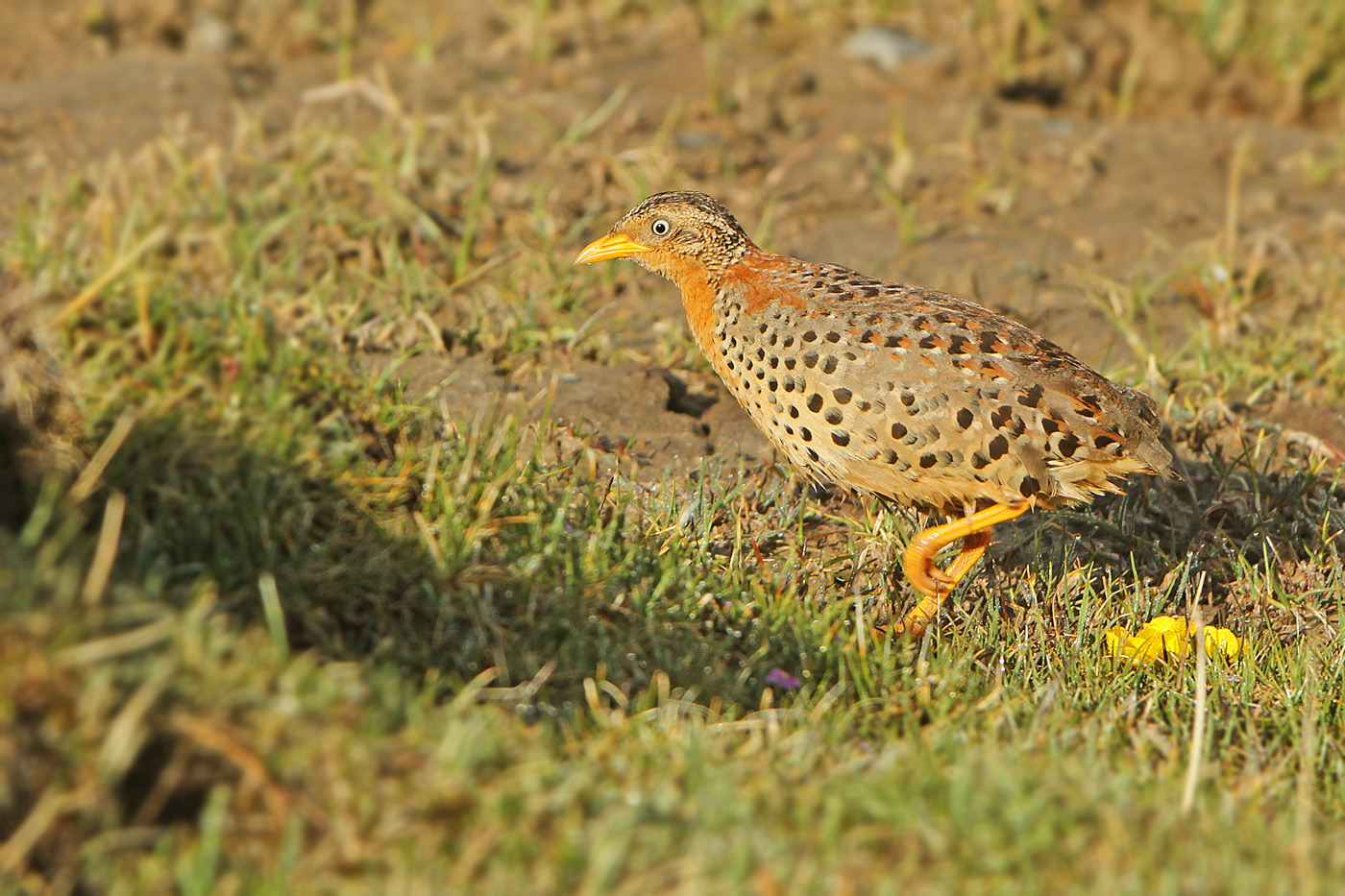 Pretty Yellow-legged buttonquail