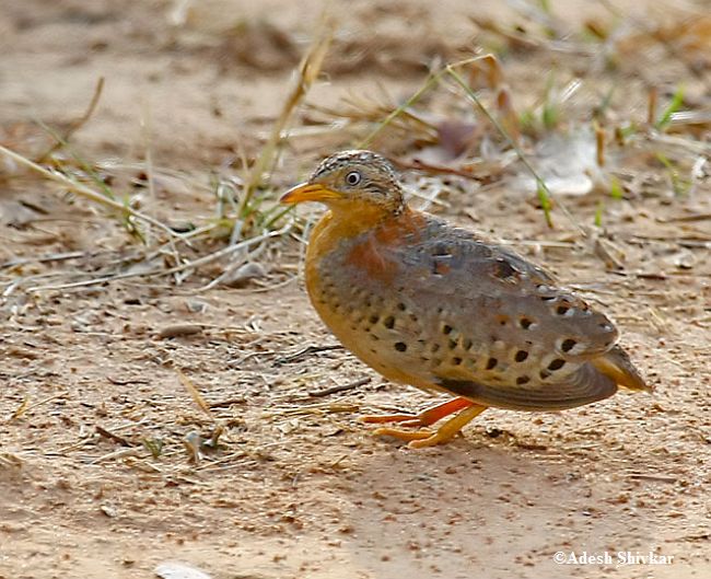 Pretty Yellow-legged buttonquail