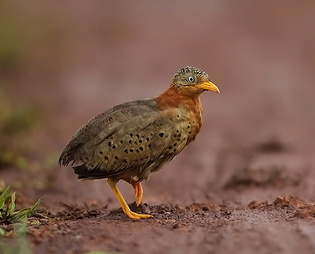 Pretty Yellow-legged buttonquail