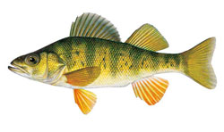 Yellow perch