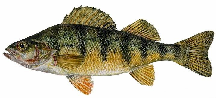 Pretty Yellow perch