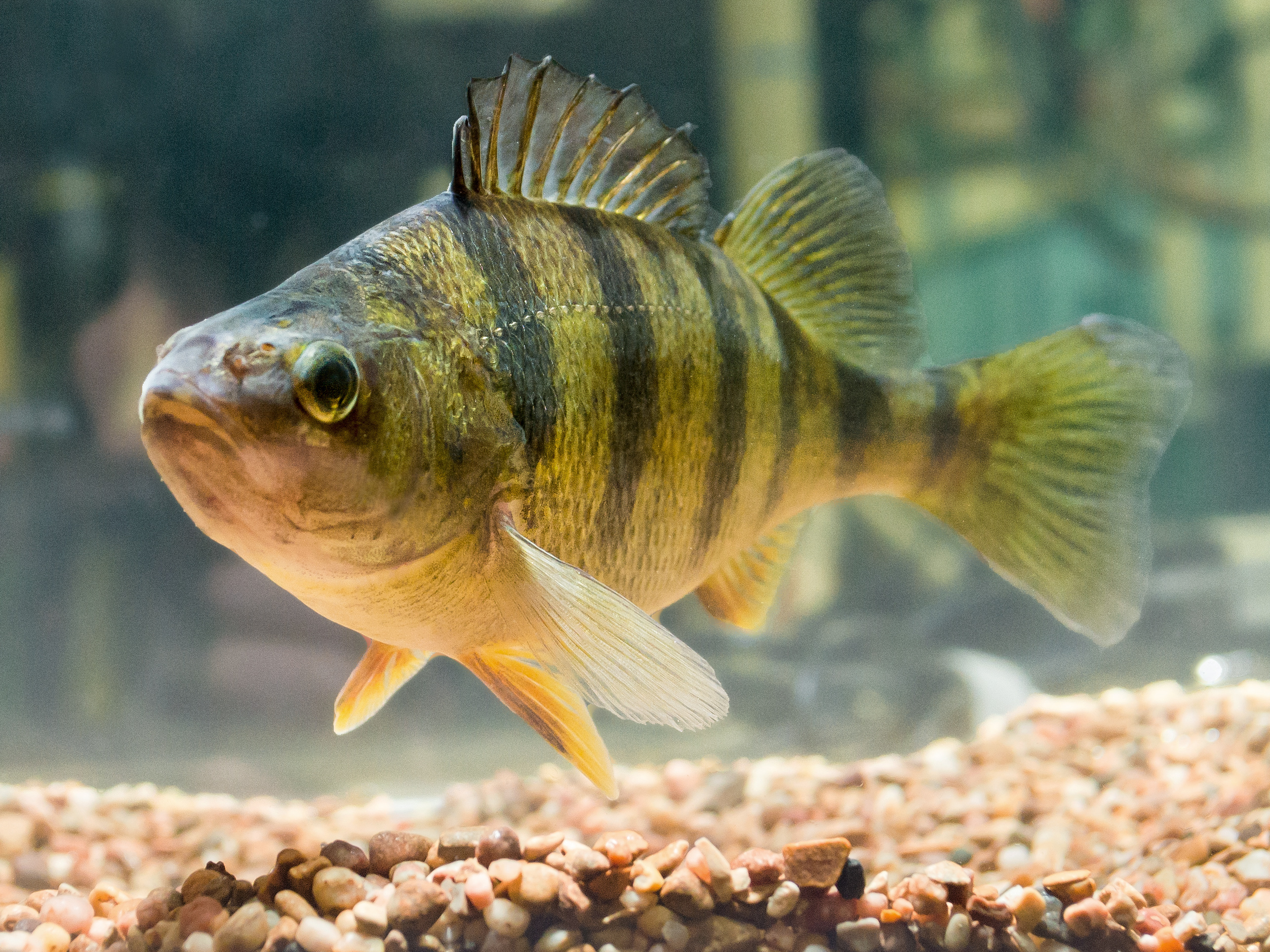 Pretty Yellow perch