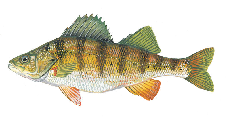 Pretty Yellow perch