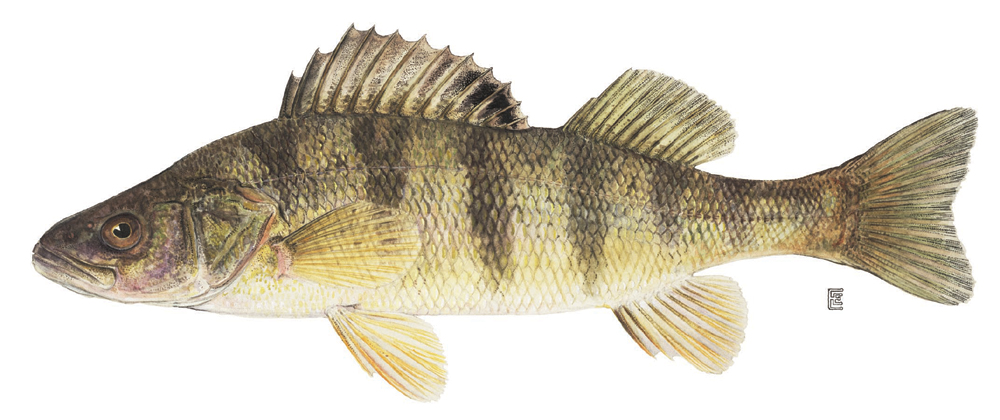 Pretty Yellow perch