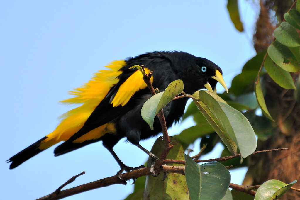 Pretty Yellow-rumped cacique