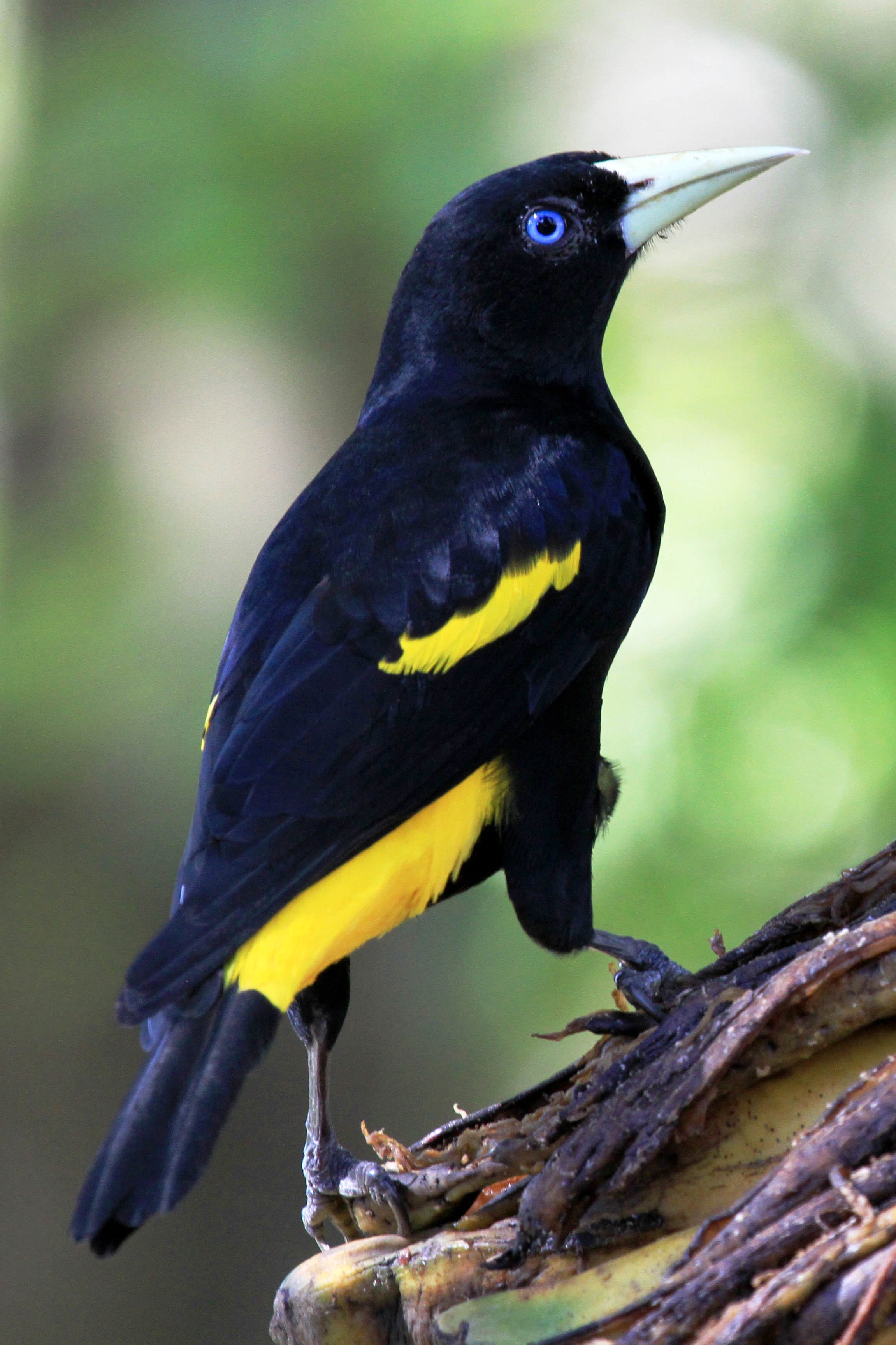 Pretty Yellow-rumped cacique