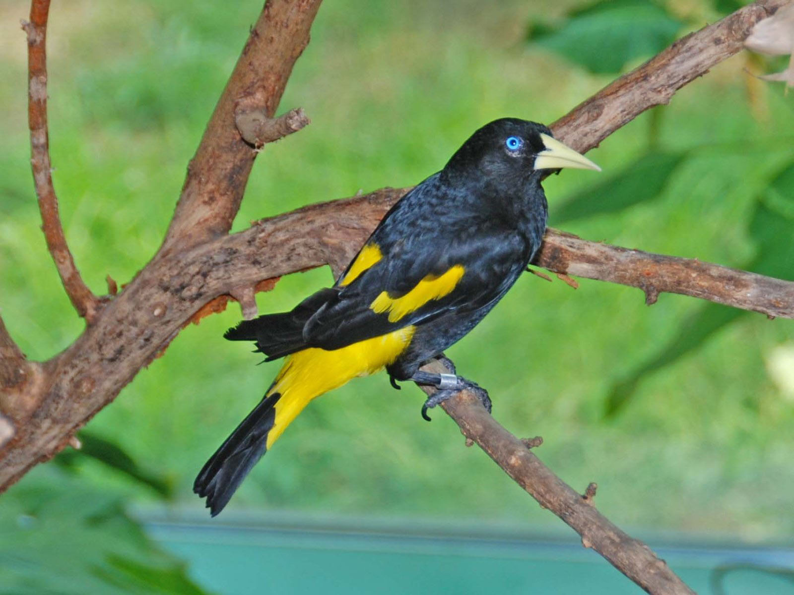 Pretty Yellow-rumped cacique