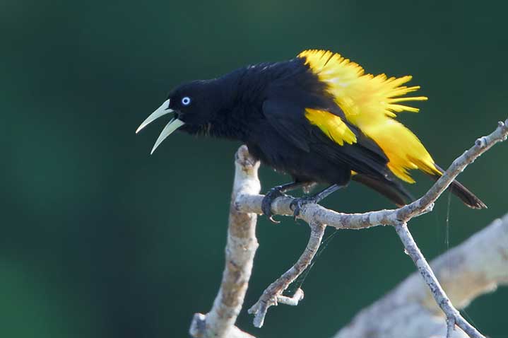 Pretty Yellow-rumped cacique
