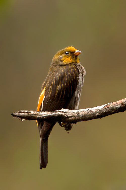 Pretty Yellow-rumped honeyguide