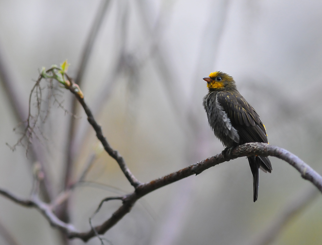 Pretty Yellow-rumped honeyguide
