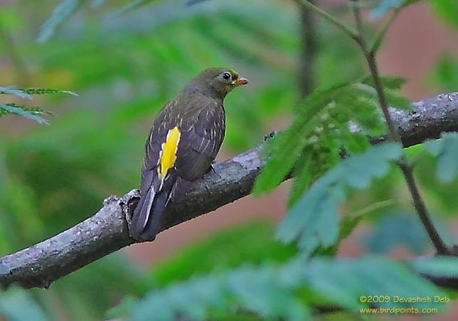 Pretty Yellow-rumped honeyguide