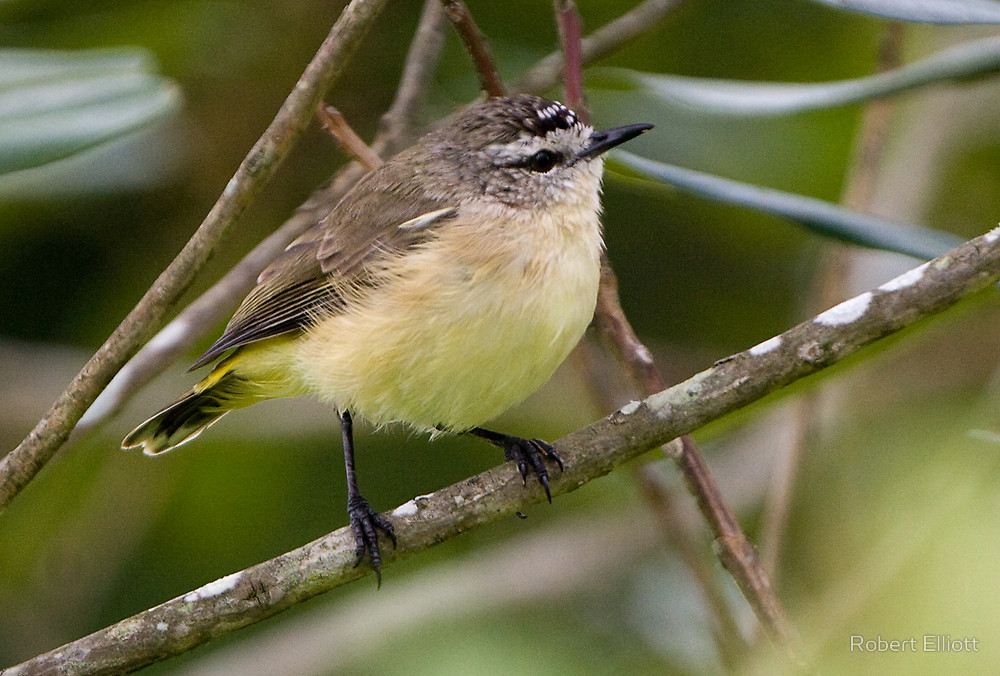 Yellow-rumped thornbill