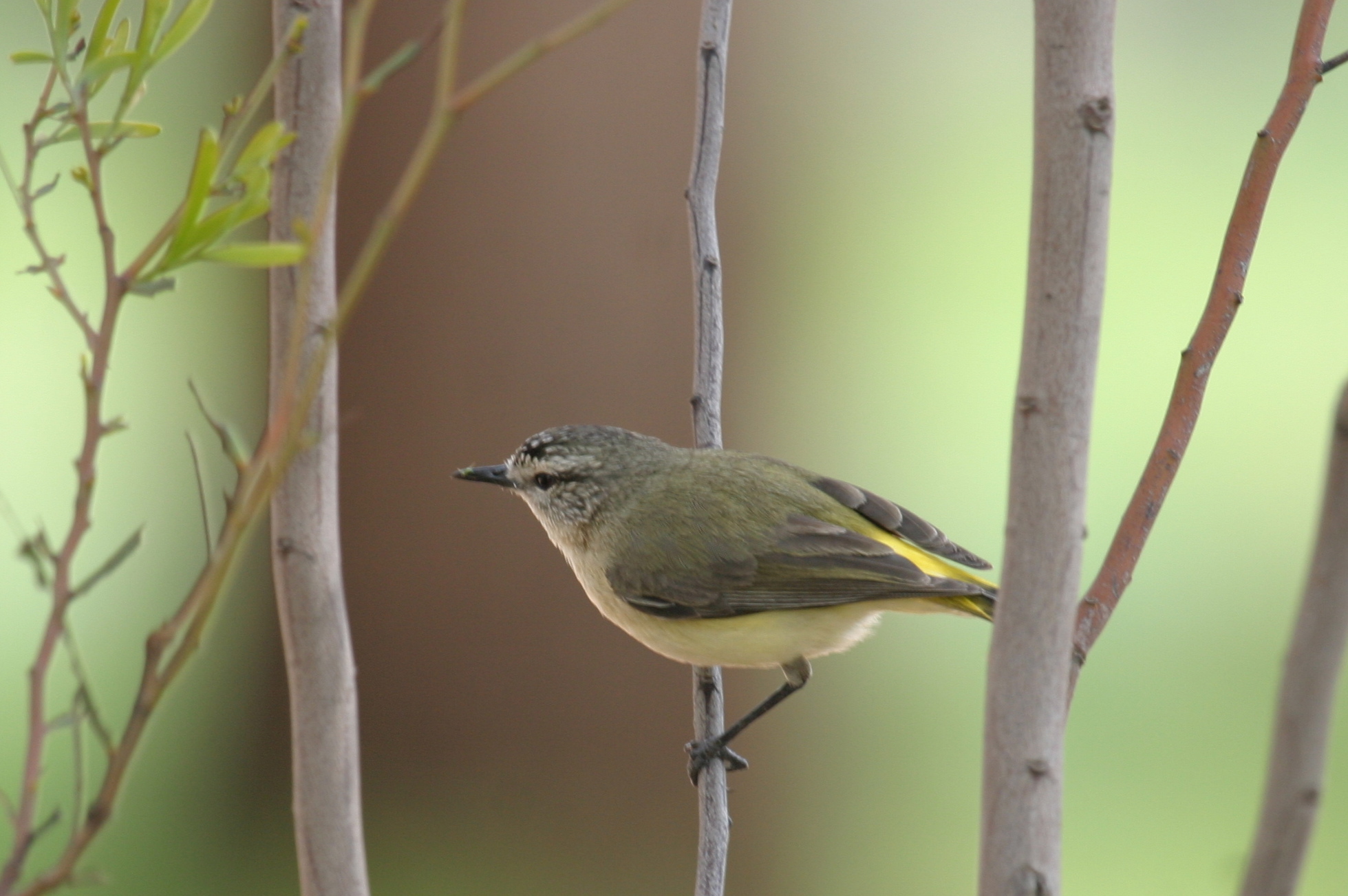 Pretty Yellow-rumped thornbill