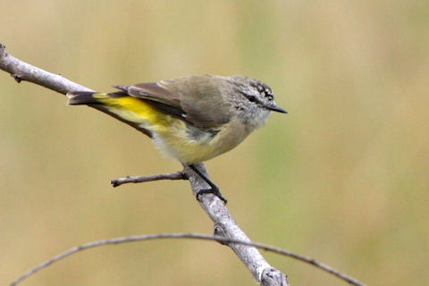 Pretty Yellow-rumped thornbill