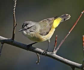 Pretty Yellow-rumped thornbill