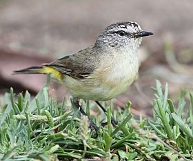 Pretty Yellow-rumped thornbill