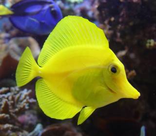 Yellow tang