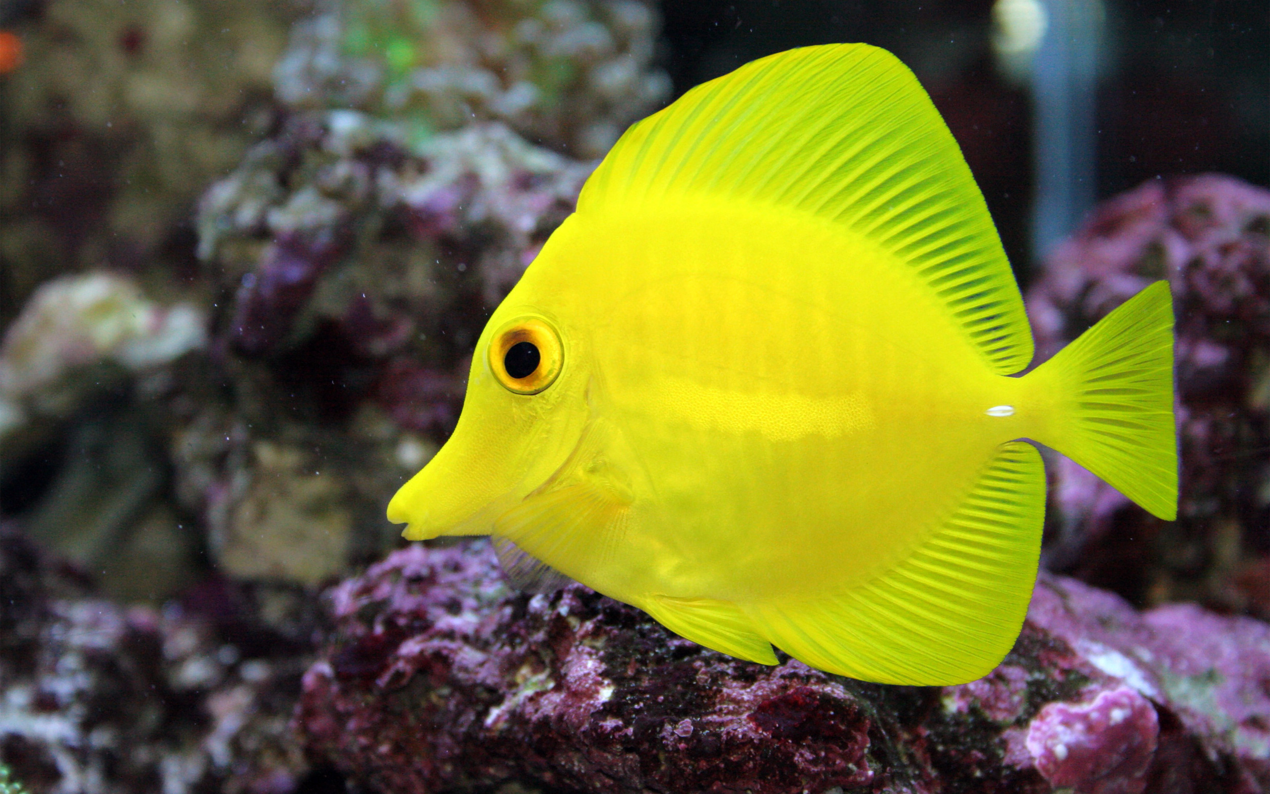 Pretty Yellow tang
