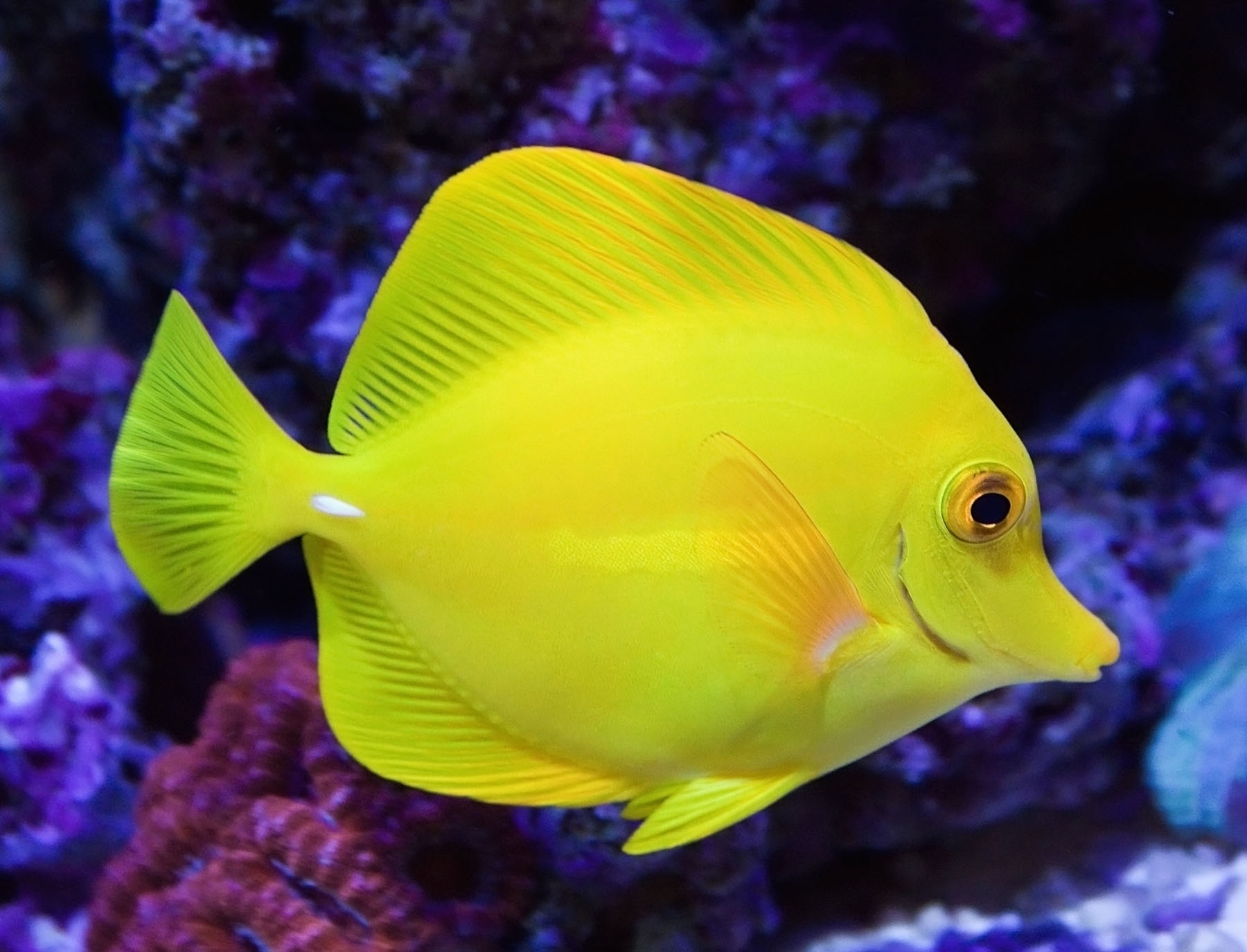 Pretty Yellow tang