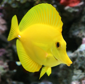 Pretty Yellow tang