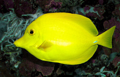 Pretty Yellow tang