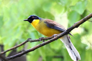 Yellow-throated laughing thrush