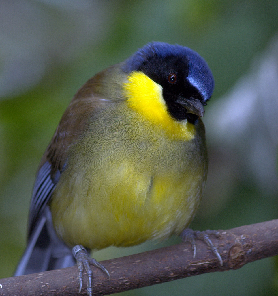 Pretty Yellow-throated laughing thrush