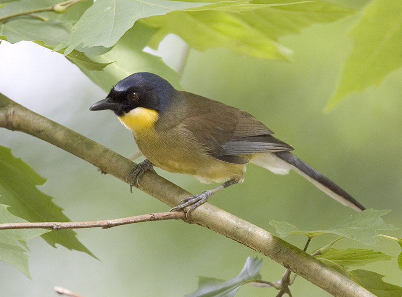 Pretty Yellow-throated laughing thrush