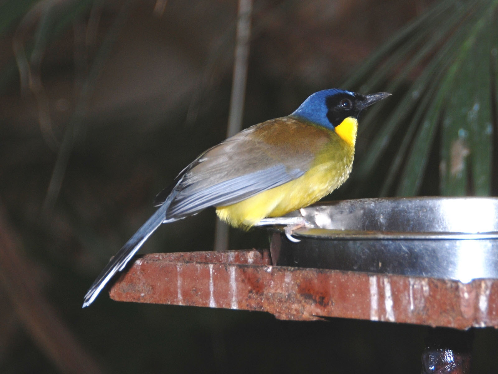 Pretty Yellow-throated laughing thrush