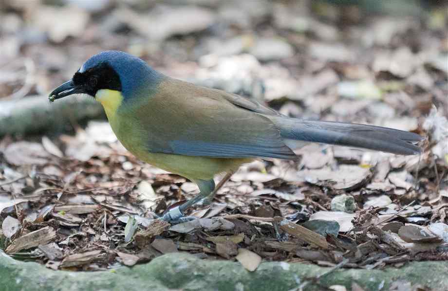 Pretty Yellow-throated laughing thrush