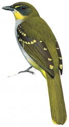 Yellow-throated nicator