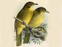 Pretty Yellow-throated nicator