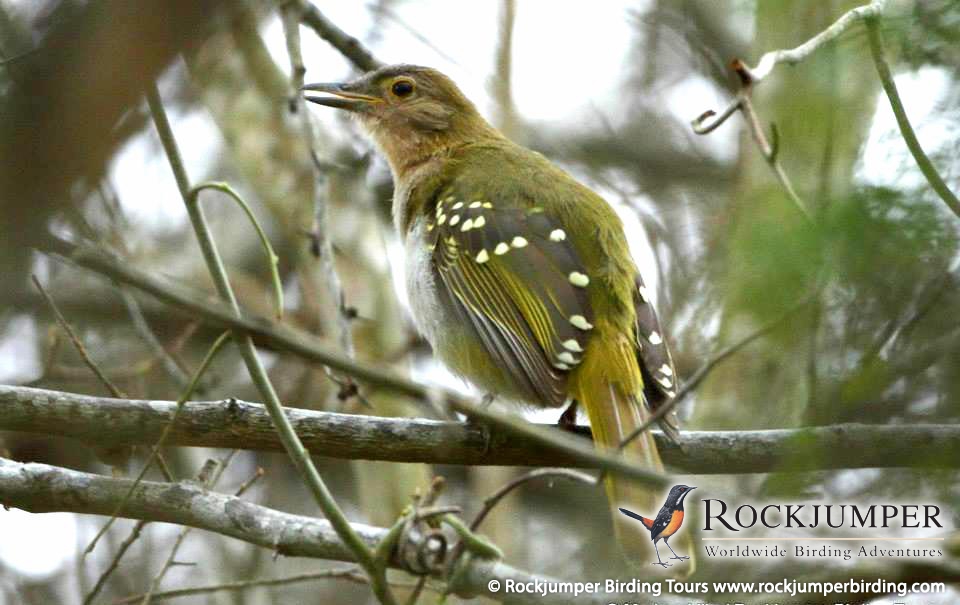 Pretty Yellow-throated nicator