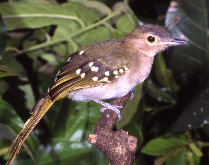 Pretty Yellow-throated nicator