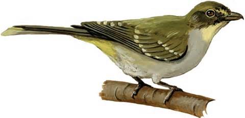 Pretty Yellow-throated nicator