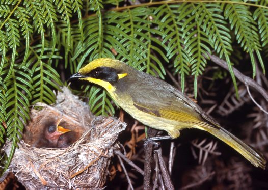 Yellow-tufted honeyeater