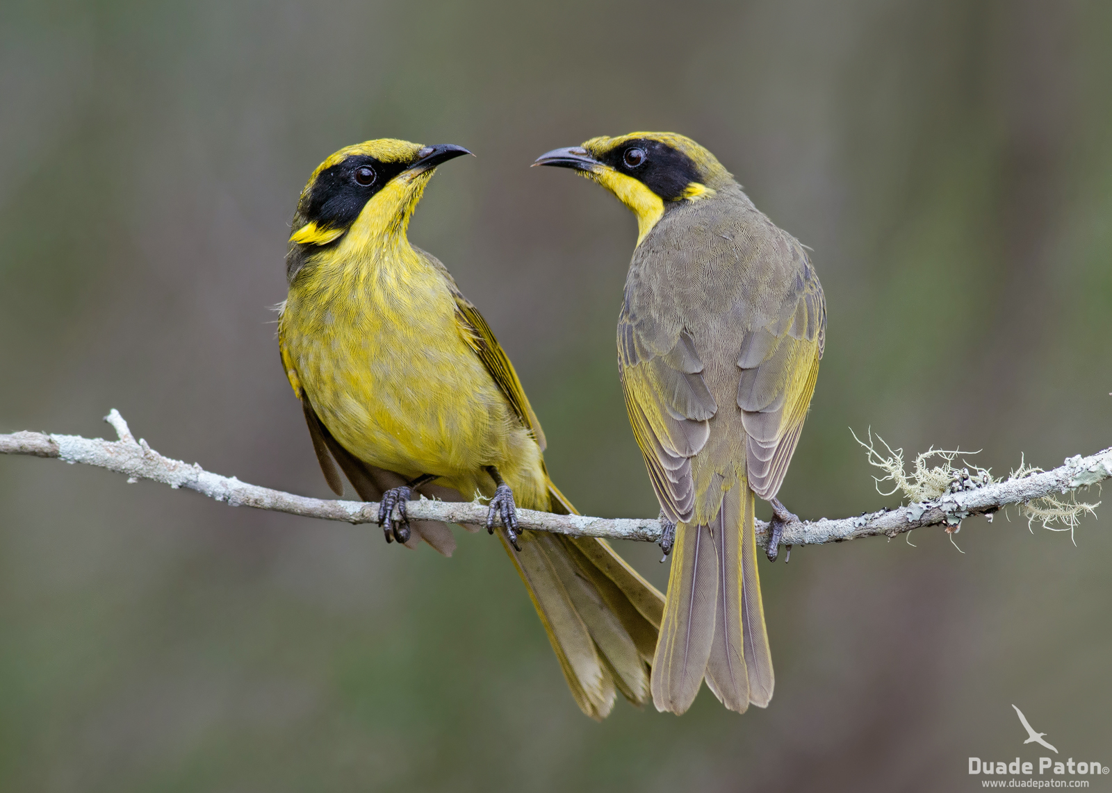 Pretty Yellow-tufted honeyeater