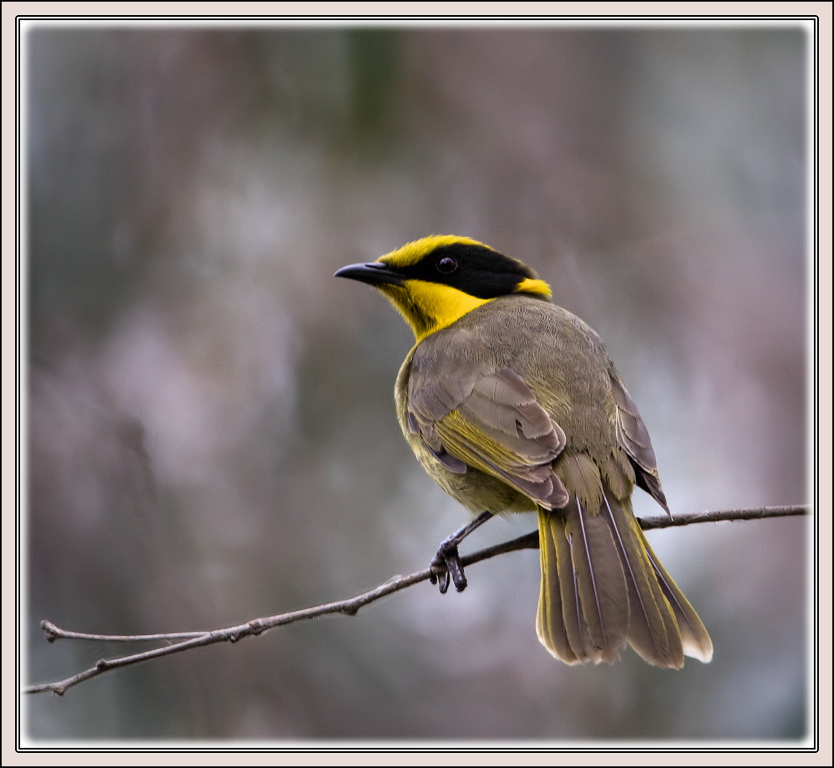 Pretty Yellow-tufted honeyeater
