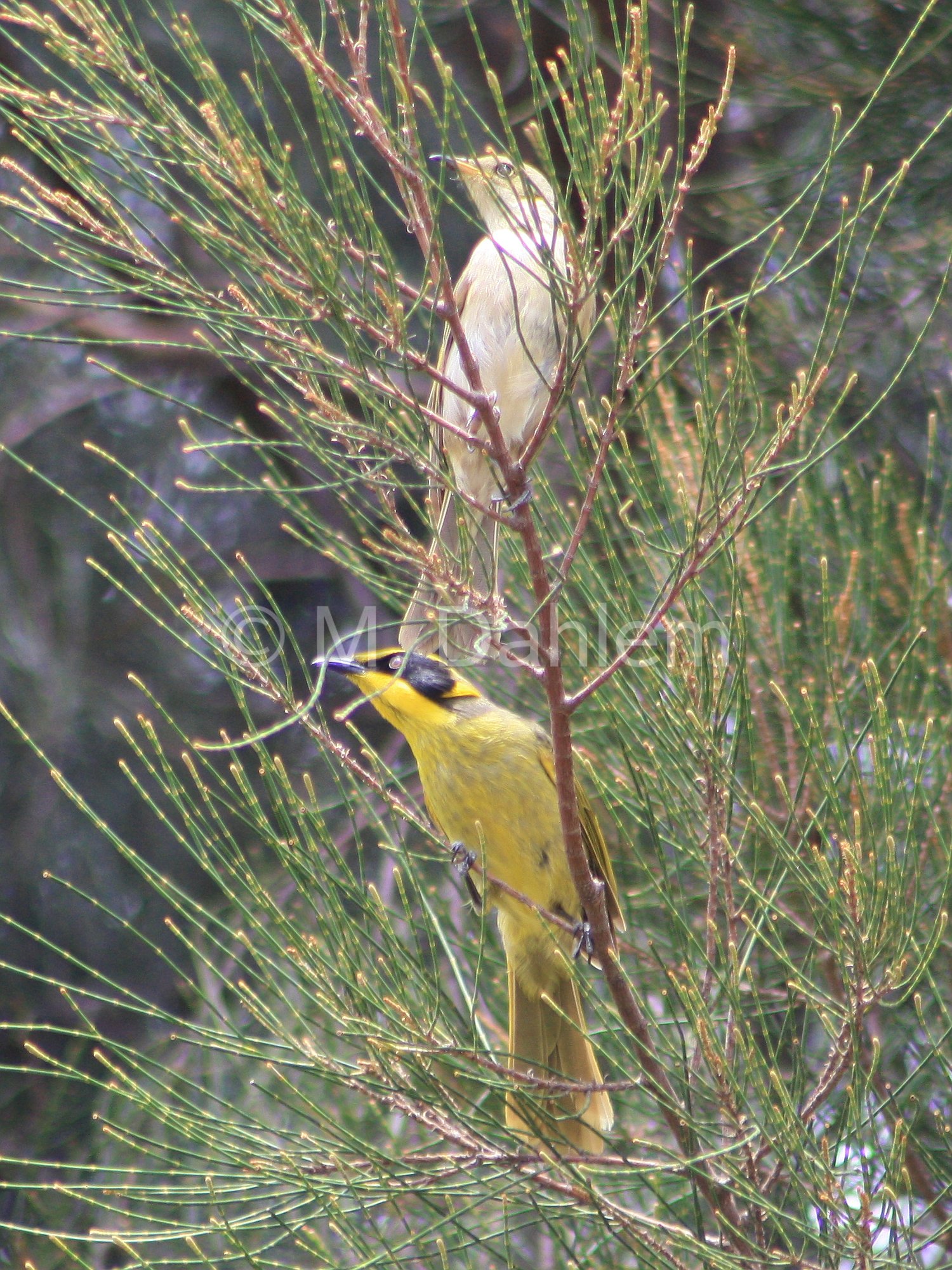 Pretty Yellow-tufted honeyeater